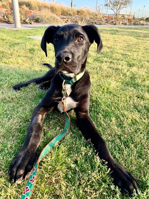 photo of dog in cast or recovering from injury